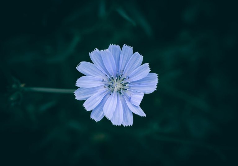 slate-flower.jpg